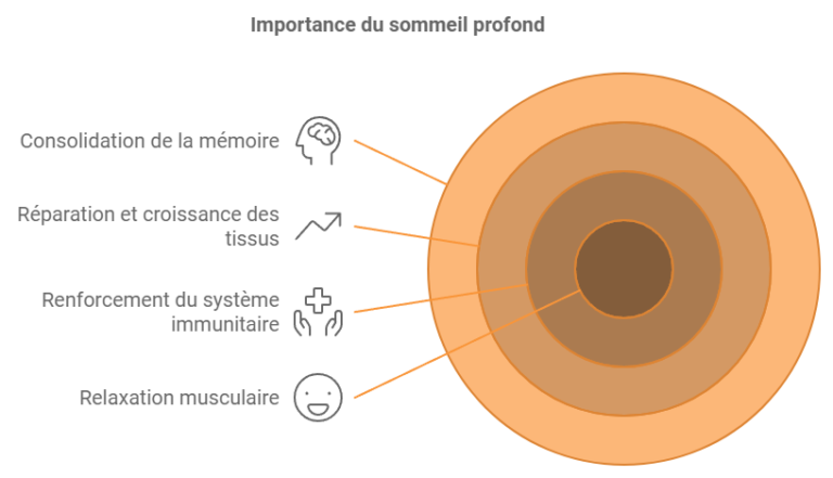Cycles du sommeil et différentes phases en schéma