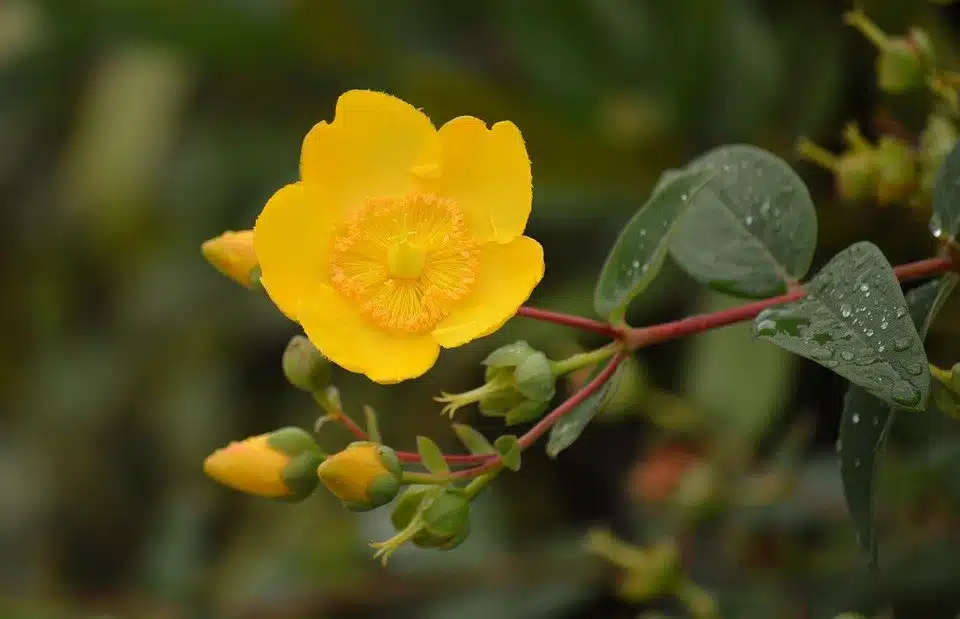 Le millepertuis, cette plante aux vertus apaisantes qui aide à mieux dormir