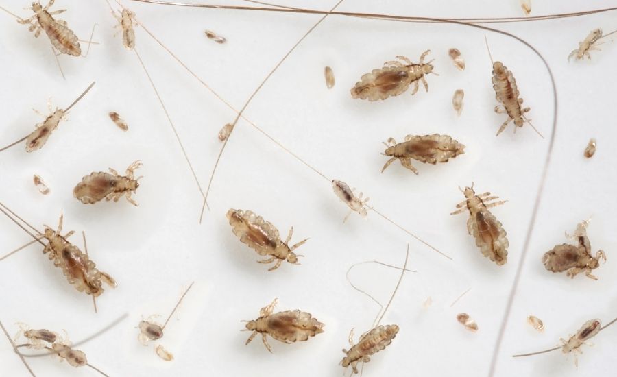 Comment reconnaître un oreiller infesté de poux ?