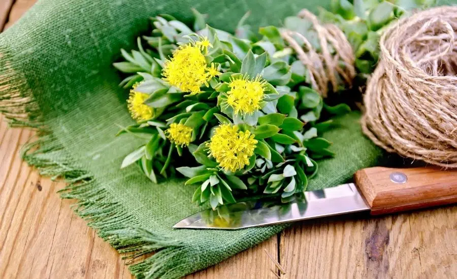 Rhodiola rosea : tous ses bienfaits sur le stress et le sommeil