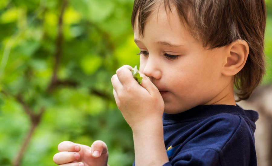La menthe poivrée et ses effets plus que magiques sur le sommeil